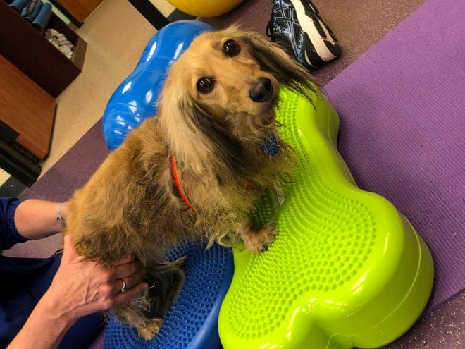 canine rehabilitation