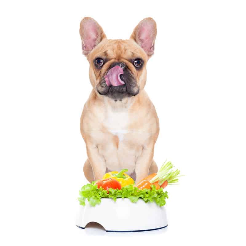 dog with food bowl